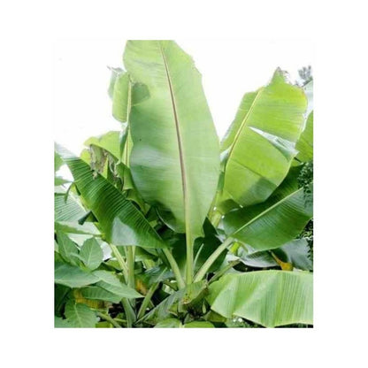  Bananier Musa Sikkimensis Rouge - Taille Pot De 6 Litres - 80/100 Cm