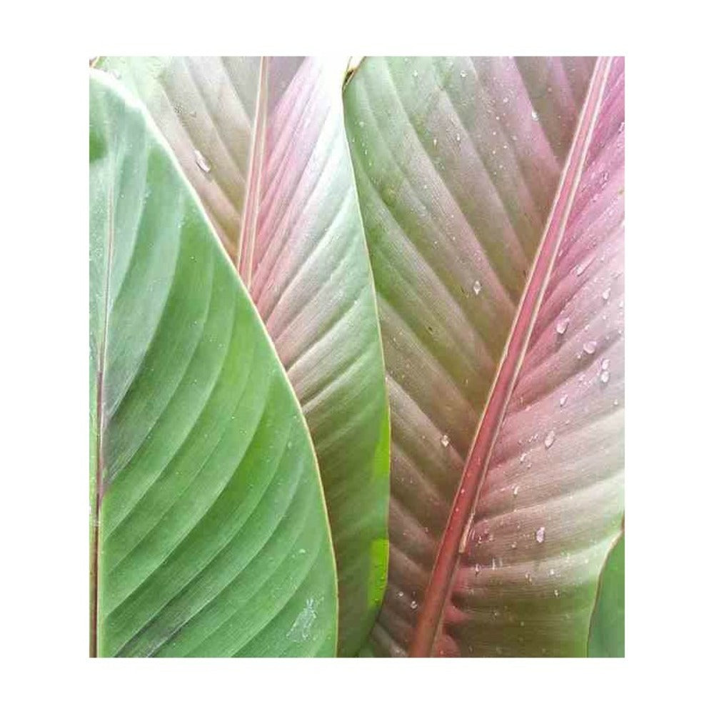  Bananier Musa Sikkimensis Rouge - Taille Pot De 6 Litres - 80/100 Cm