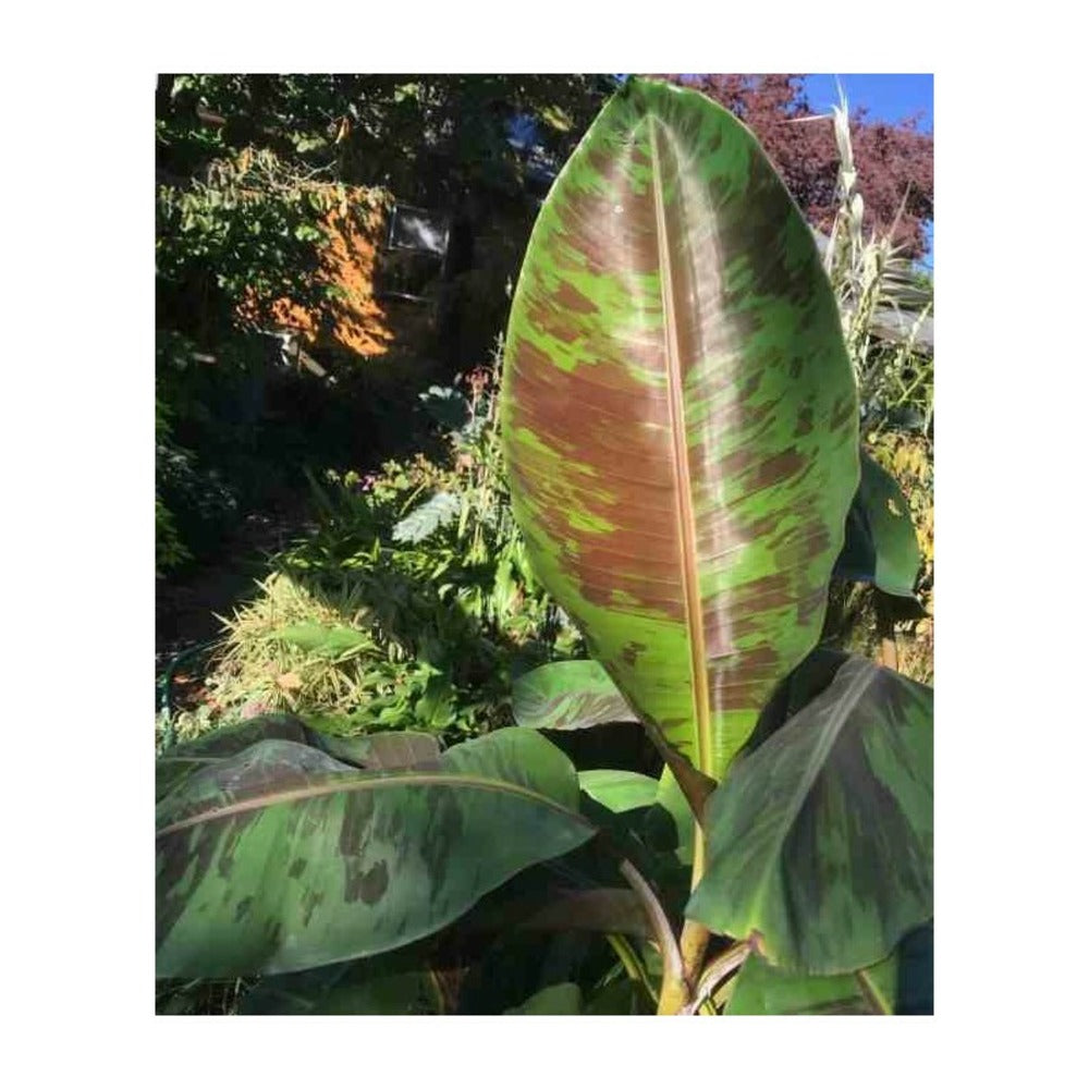  Bananier Musa Sikkimensis Rouge - Taille Pot De 6 Litres - 80/100 Cm
