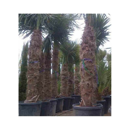  Trachycarpus Fortunei (palmier Chanvre, Palmier Moulin à Vent) 17l - Stipe 20/30 -total 100/120cm