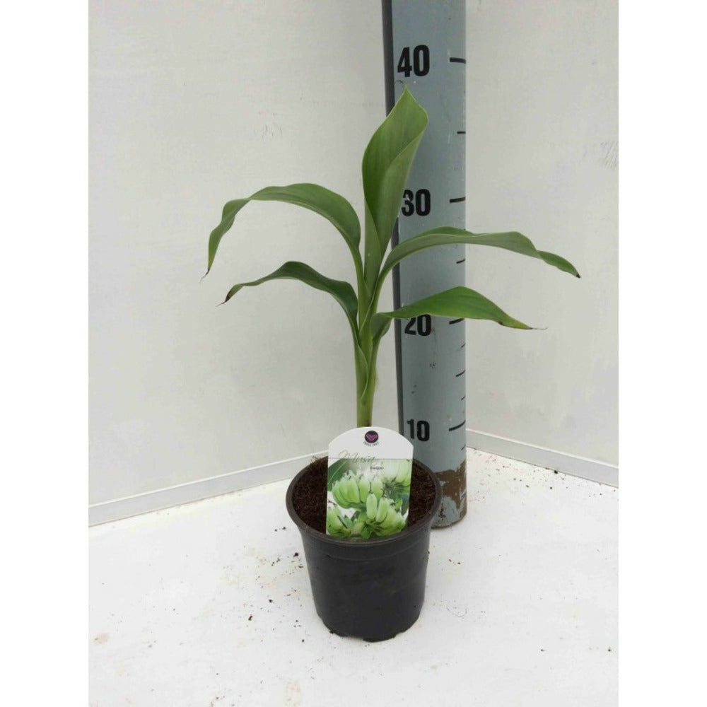  Musa Basjoo X Hybridum (bananier Rustique) Jaune - Taille Pot De 50 Litres - 120/140 Cm Multi Troncs