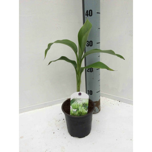  Musa Basjoo X Hybridum (bananier Rustique) Jaune - Taille Pot De 50 Litres - 120/140 Cm Multi Troncs