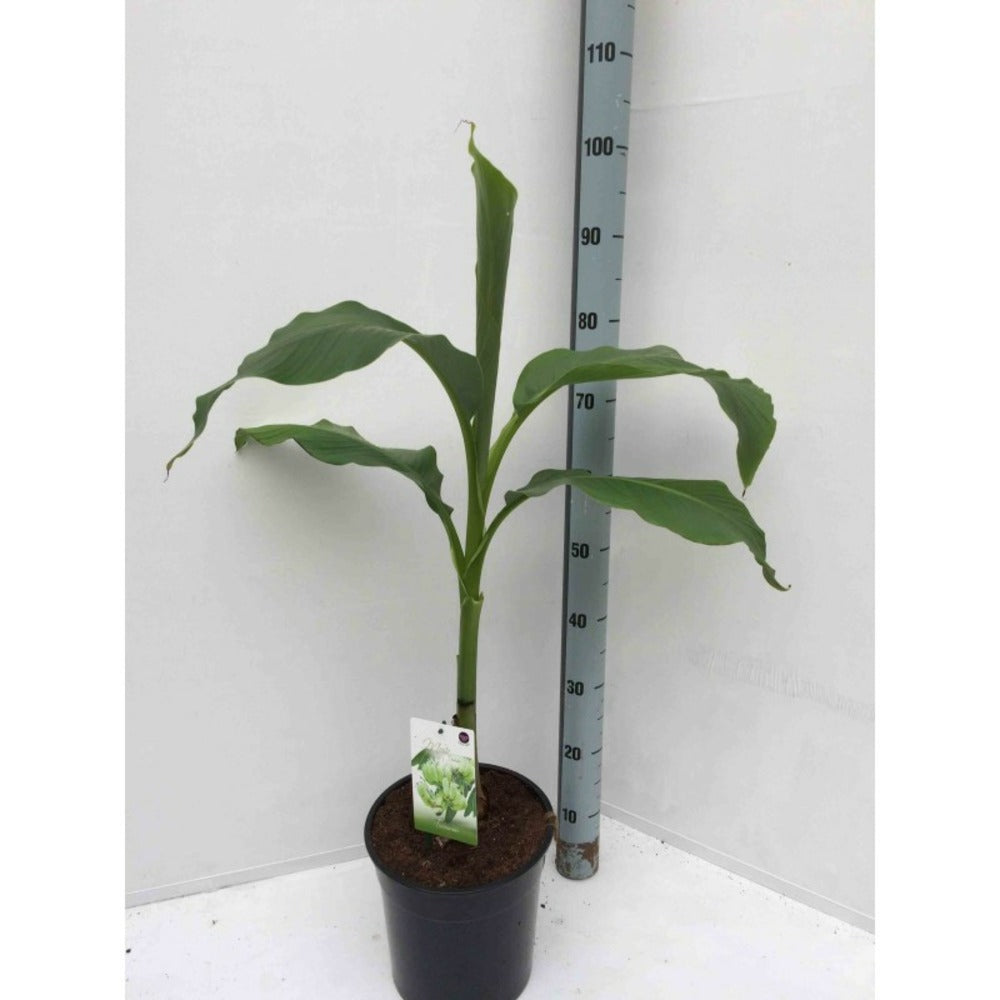  Musa Basjoo X Hybridum (bananier Rustique) Jaune - Taille Pot De 50 Litres - 120/140 Cm Multi Troncs