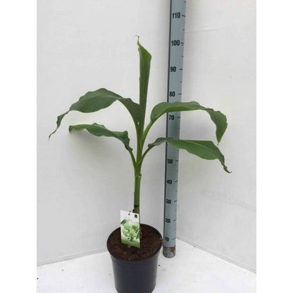  Musa Basjoo X Hybridum (bananier Rustique) Jaune - Taille Pot De 50 Litres - 120/140 Cm Multi Troncs