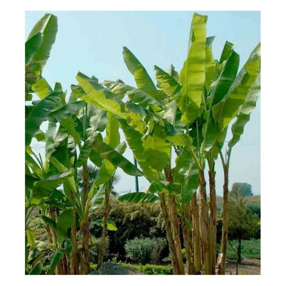  Musa Basjoo X Hybridum (bananier Rustique) Jaune - Taille Pot De 50 Litres - 120/140 Cm Multi Troncs