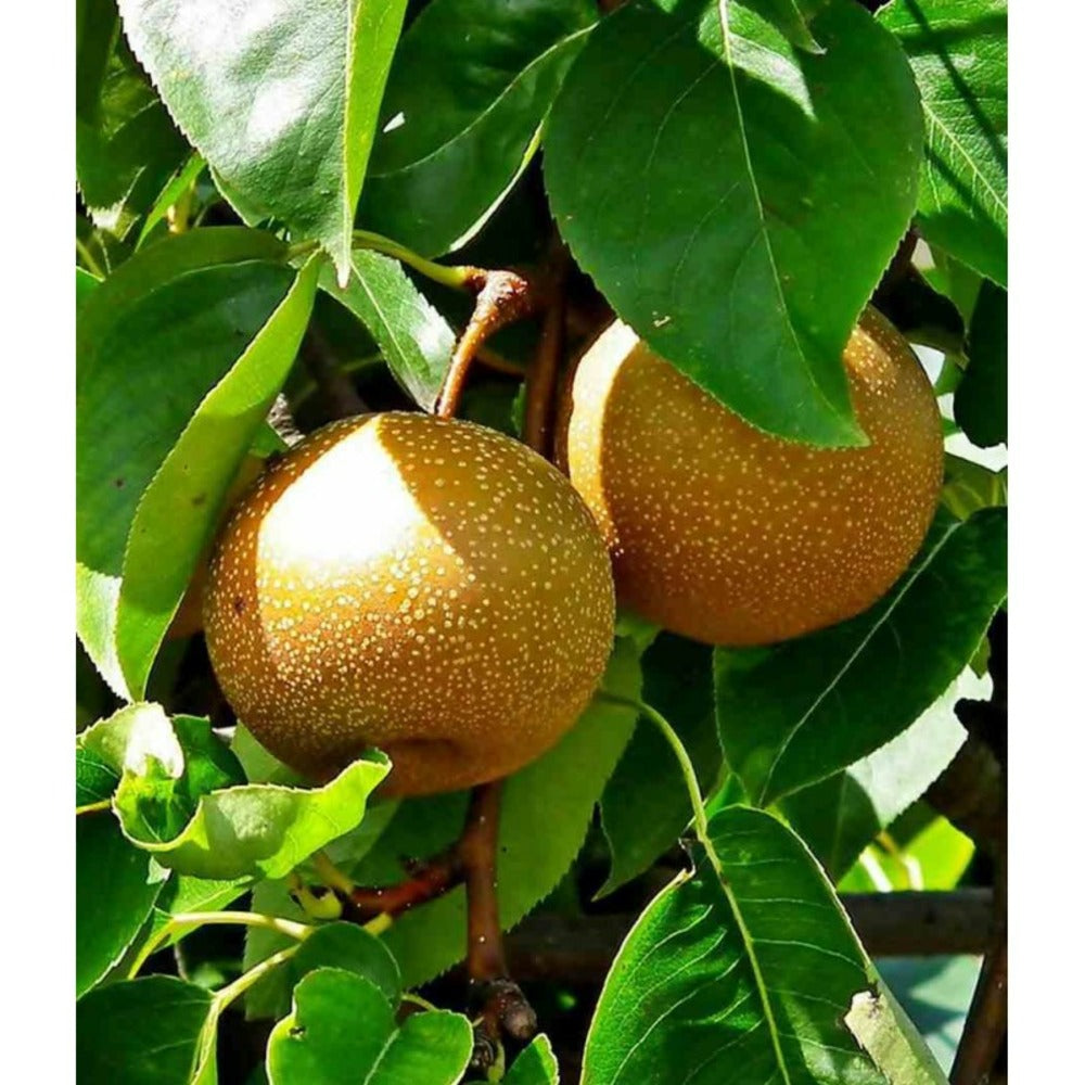  Pyrus Pyrifolia (poirier Chinois Ou Nashi) Blanc - Taille Pot De 5 Litres - 100/120 Cm