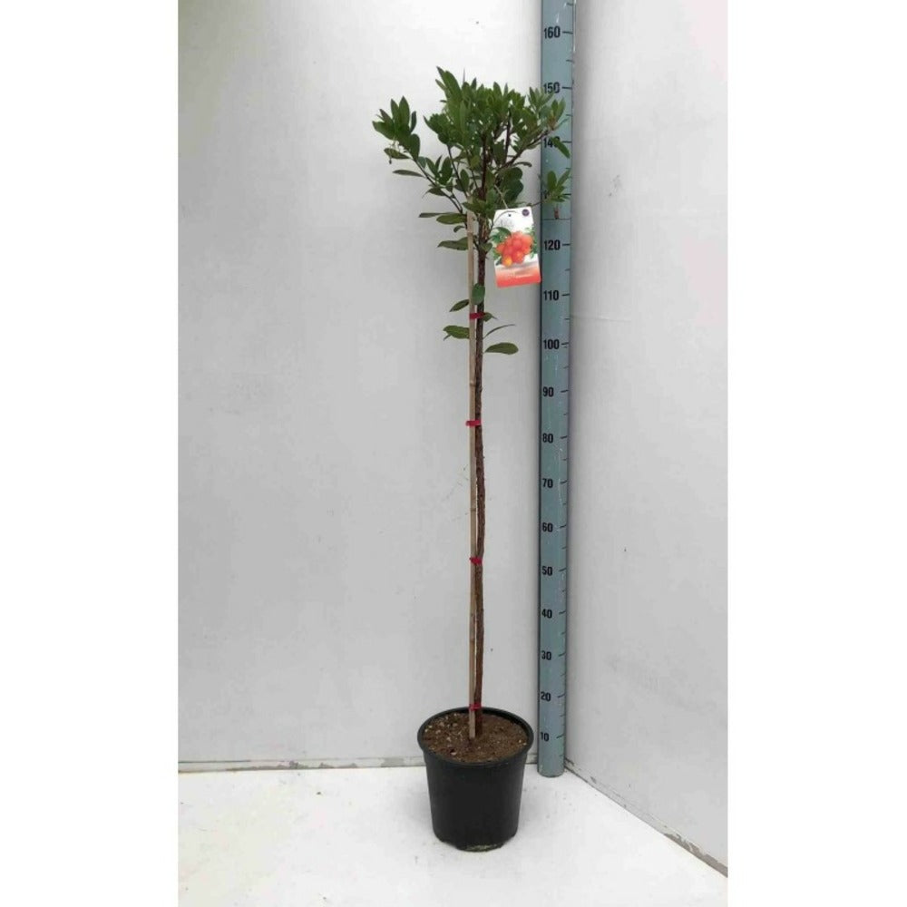 Arbutus Unedo Var. Rubra (arbousier) Blanc - Taille Pot De 2 Litres ? 30/40 Cm