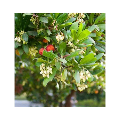  Arbutus Unedo Var. Rubra (arbousier) Blanc - Taille Pot De 2 Litres ? 30/40 Cm
