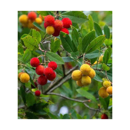  Arbutus Unedo Var. Rubra (arbousier) Blanc - Taille Pot De 2 Litres ? 30/40 Cm