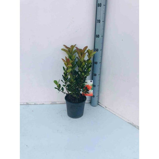  Arbutus Unedo Var. Rubra (arbousier) Blanc - Taille Pot De 2 Litres ? 30/40 Cm