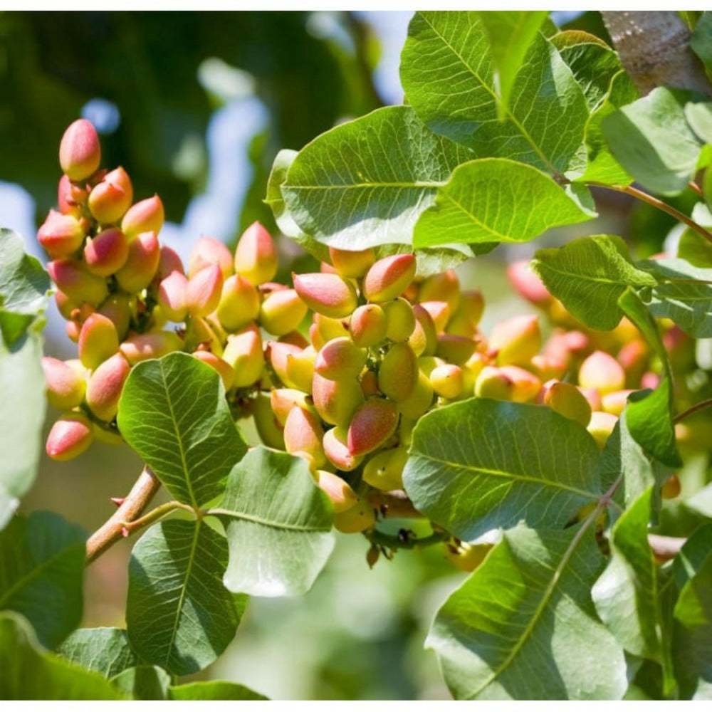  Pistachia Vera Adulte (pistachier) Blanc - Taille Pot De 40 Litres - 140/160 Cm