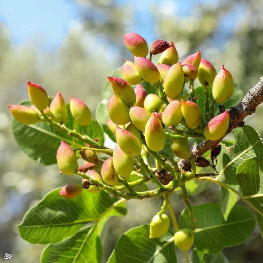  Pistachia Vera Adulte (pistachier) Blanc - Taille Pot De 40 Litres - 140/160 Cm