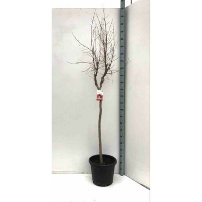  Punica Granatum (grenadier à Fruits) Rouge - Taille Pot De 17 Litres ? 160/180 Cm