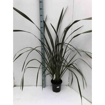  Phormium Tenax Var. Purpurea (lin De Nouvelle-zélande) Taille Pot De 6 Litres - 80/100 Cm - Jaune Et Rouge