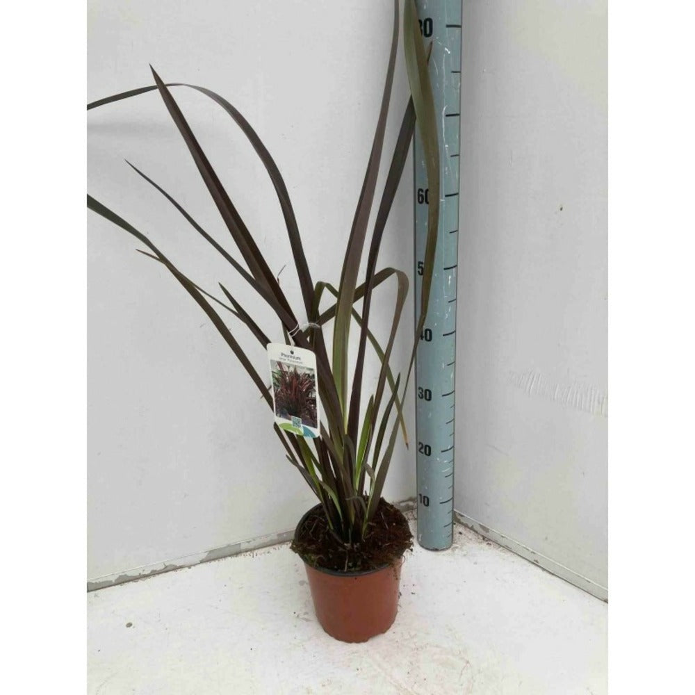  Phormium Tenax Var. Purpurea (lin De Nouvelle-zélande) Taille Pot De 6 Litres - 80/100 Cm - Jaune Et Rouge