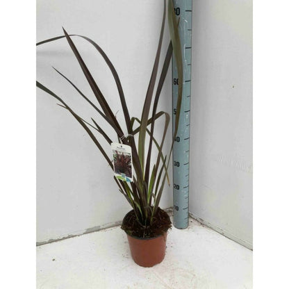  Phormium Tenax Var. Purpurea (lin De Nouvelle-zélande) Taille Pot De 6 Litres - 80/100 Cm - Jaune Et Rouge
