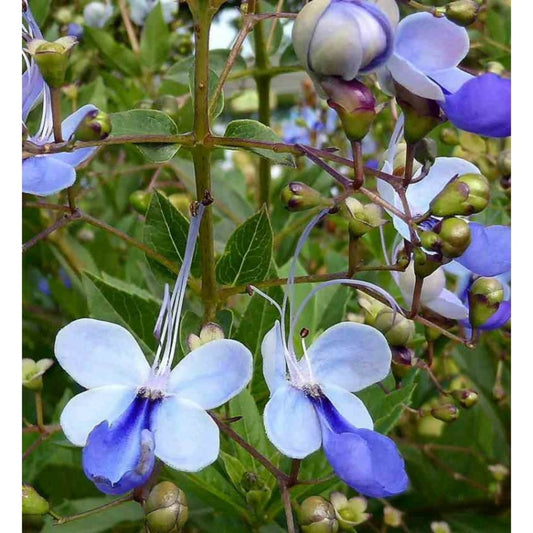  Clerodendrum Ugandese Bleu - Taille Pot De 2 Litres ? 40/60 Cm