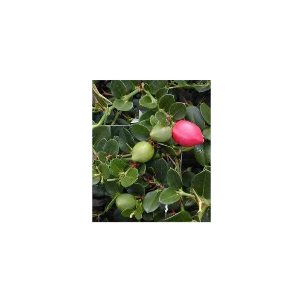  Carissa Grandiflora Blanc - Taille Pot De 4 Litres - 50/70 Cm