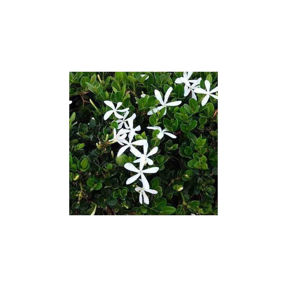  Carissa Grandiflora Blanc - Taille Pot De 4 Litres - 50/70 Cm