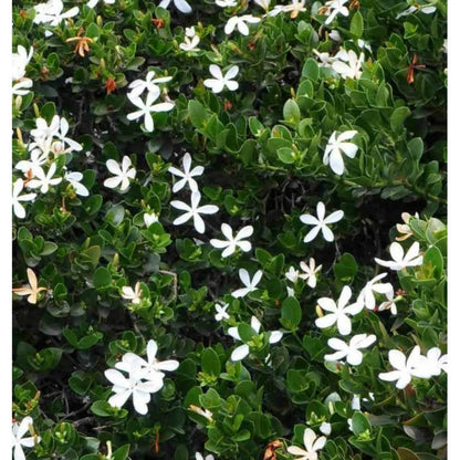  Carissa Grandiflora Blanc - Taille Pot De 4 Litres - 50/70 Cm