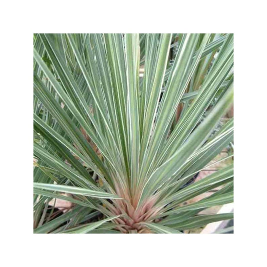  Cordyline Australis Pink Champagne Blanc - Taille Pot De 7 Litres ? 60/80 Cm