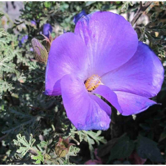  Alyogine Huegelii Var. Santa Cruz Bleu - Taille Pot De 2 Litres - 50/70 Cm