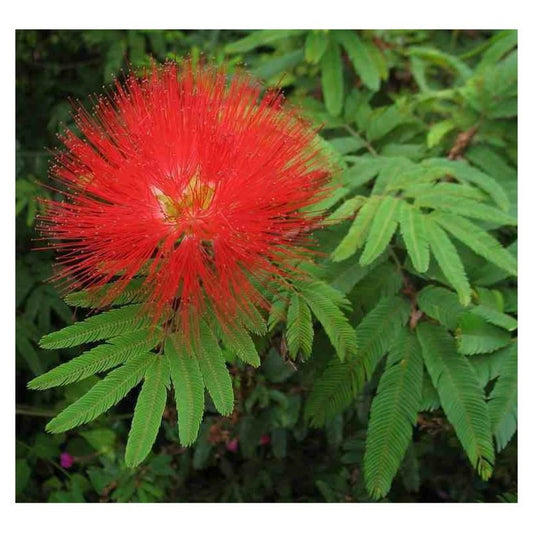  Calliandra Tweedii Taille Pot De 3 Litres - 80/100 Cm