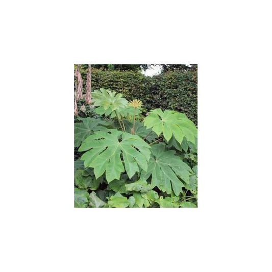  Tetrapanax Papyrifer ( Arbre à Papier De Riz) Blanc - Taille Pot De 5 Litres ? 60/80 Cm