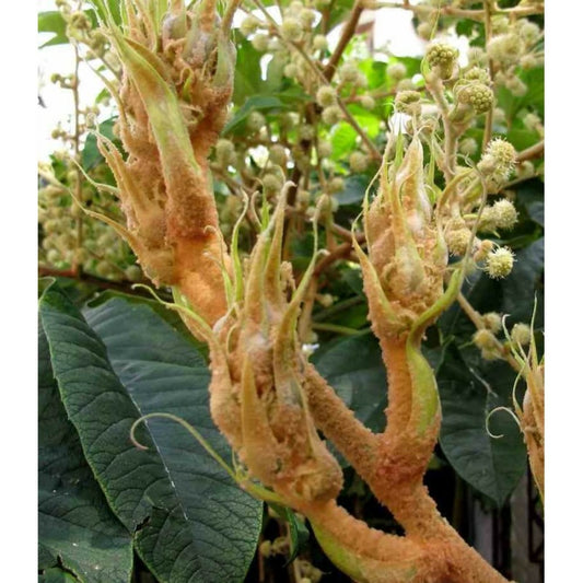  Tetrapanax Papyrifer ( Arbre à Papier De Riz) Blanc - Taille Pot De 5 Litres ? 60/80 Cm