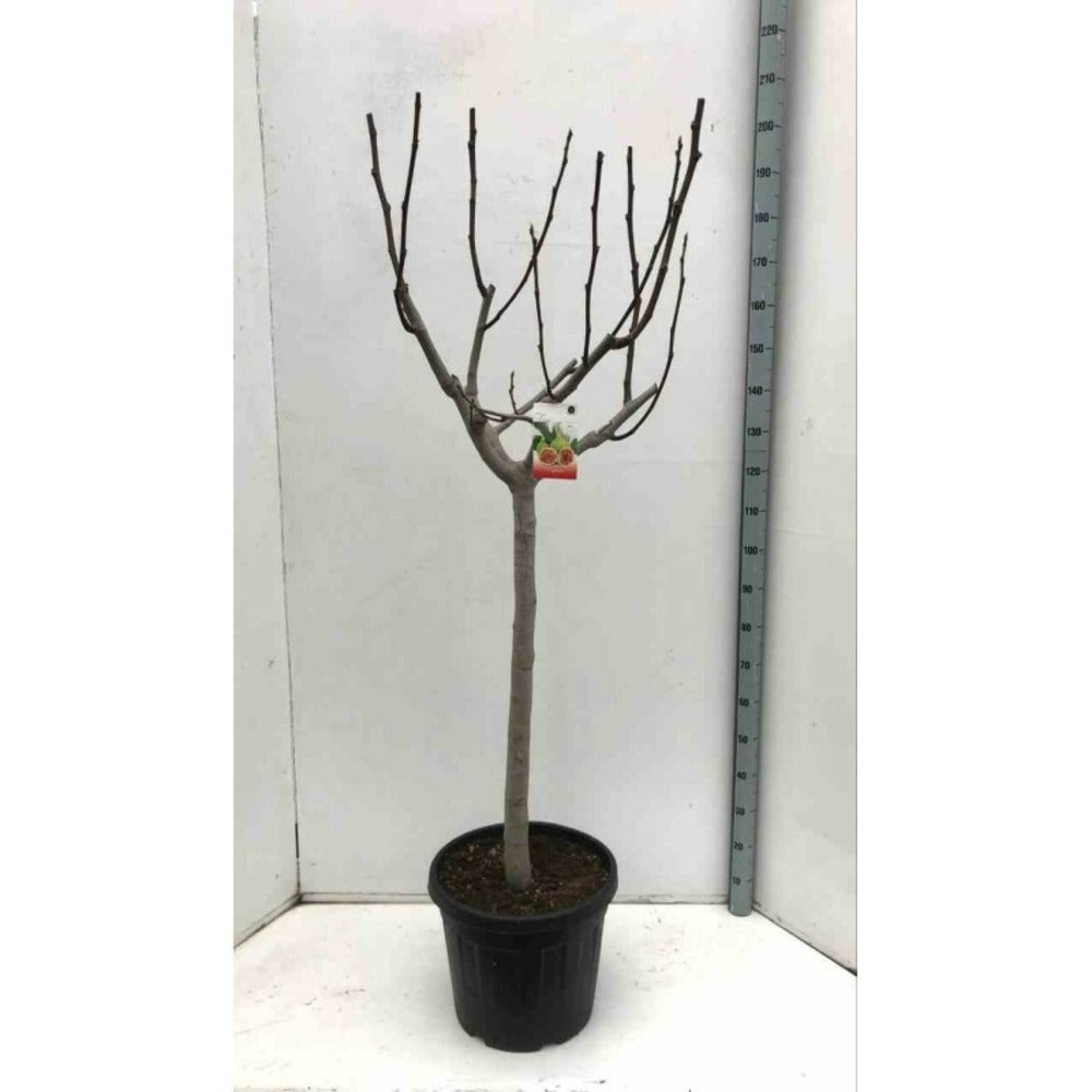  Ficus Carica (figuier) Blanc - Taille Pot De 5 Litres ? 80/100 Cm