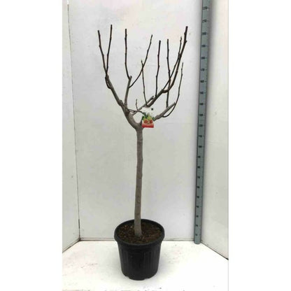  Ficus Carica (figuier) Blanc - Taille Pot De 5 Litres ? 80/100 Cm