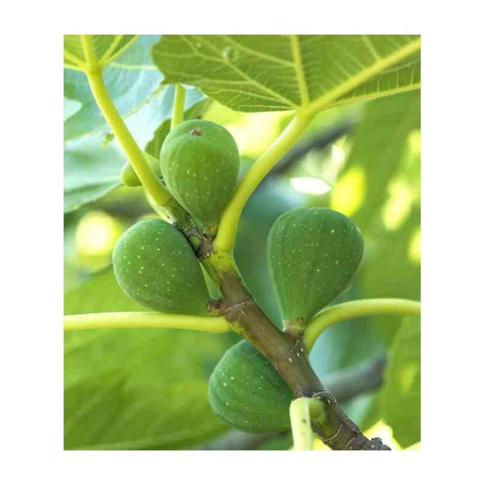  Ficus Carica (figuier) Blanc - Taille Pot De 5 Litres ? 80/100 Cm