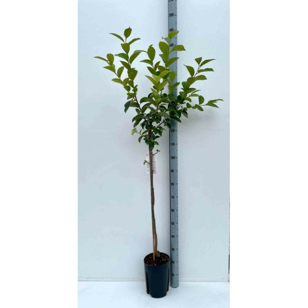  Diospyros Kaki Var.fuyu (plaqueminier) Taille Pot De 3 Litres - 80/100 Cm - Jaune