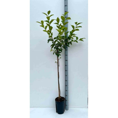  Diospyros Kaki Var.fuyu (plaqueminier) Taille Pot De 3 Litres - 80/100 Cm - Jaune