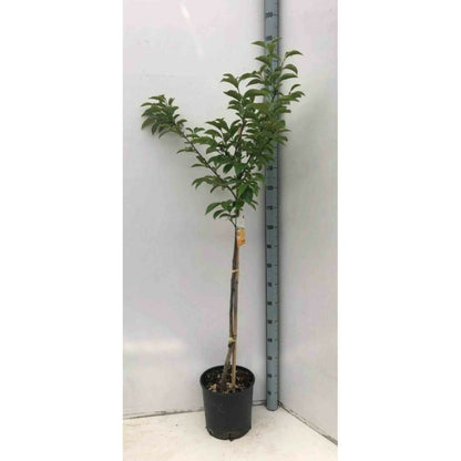  Diospyros Kaki Var.fuyu (plaqueminier) Taille Pot De 3 Litres - 80/100 Cm - Jaune