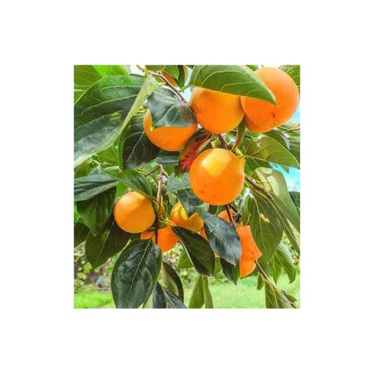  Diospyros Kaki Var.fuyu (plaqueminier) Taille Pot De 3 Litres - 80/100 Cm - Jaune