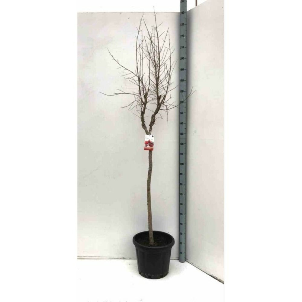  Punica Granatum (grenadier à Fruits) Taille Pot De 2 Litres ? 40/60 Cm - Rouge
