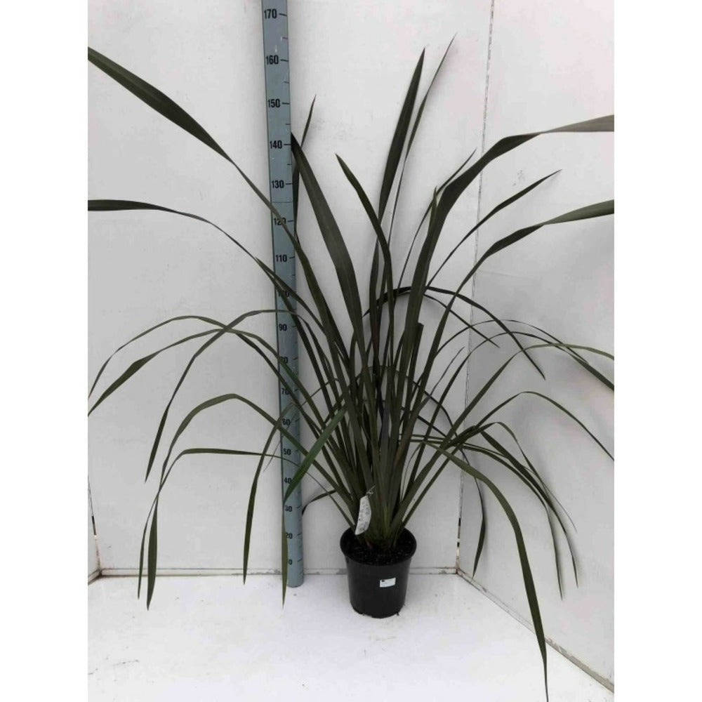  Phormium Tenax Var. Purpurea (lin De Nouvelle-zélande) Taille Pot De 2 Litres ? 30/40 Cm - Jaune Et Rouge