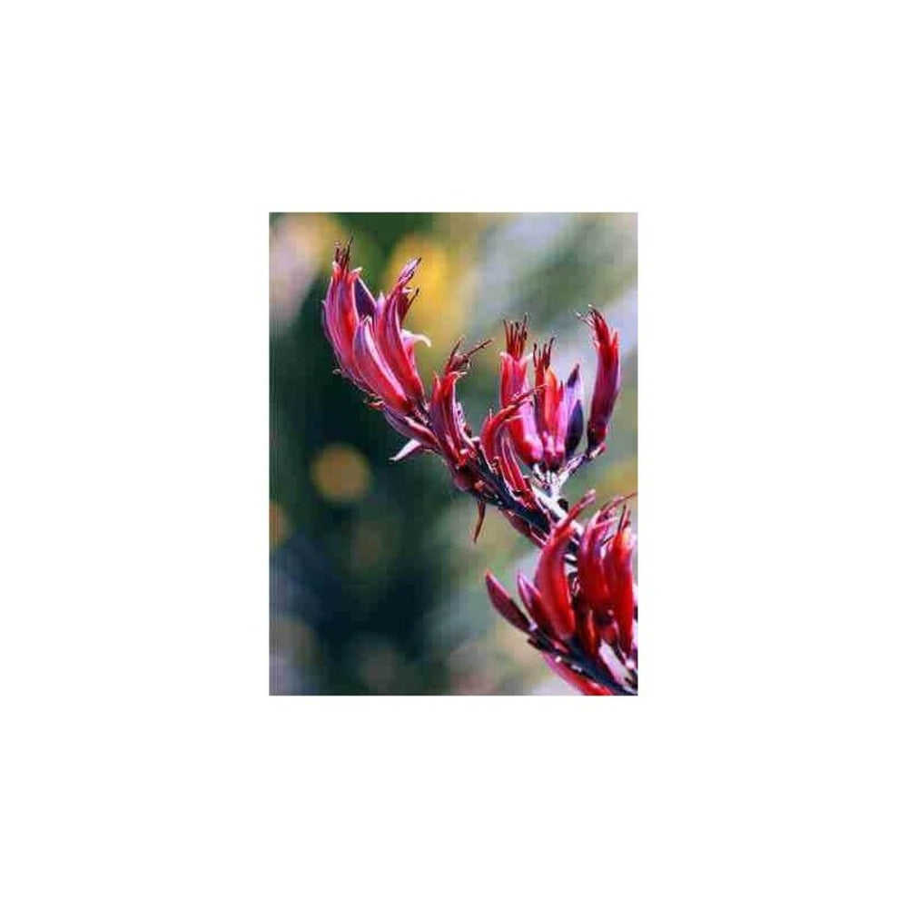  Phormium Tenax Var. Purpurea (lin De Nouvelle-zélande) Taille Pot De 2 Litres ? 30/40 Cm - Jaune Et Rouge