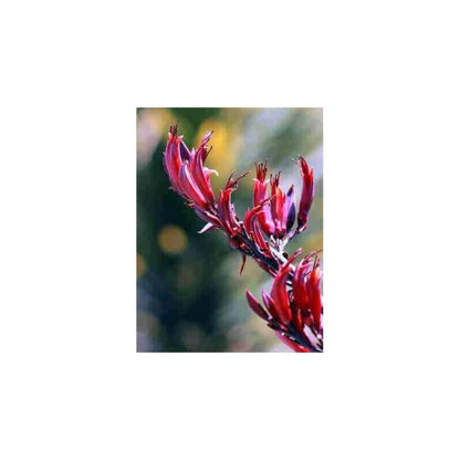  Phormium Tenax Var. Purpurea (lin De Nouvelle-zélande) Taille Pot De 2 Litres ? 30/40 Cm - Jaune Et Rouge
