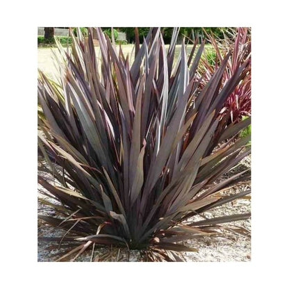  Phormium Tenax Var. Purpurea (lin De Nouvelle-zélande) Taille Pot De 2 Litres ? 30/40 Cm - Jaune Et Rouge