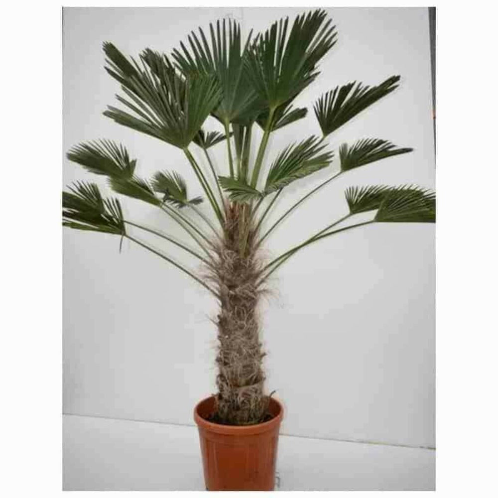  Kit 3 Trachycarpus Wagnerianus Pour Création De Bosquet