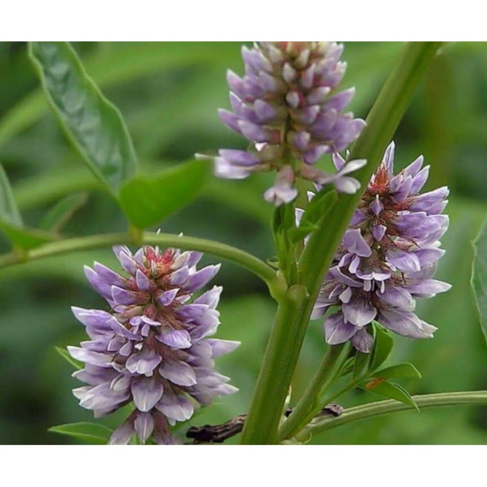  Glycyrrhiza Glabra (réglisse) Taille Pot De 3 Litres - 30/40cm - Rose Violacé