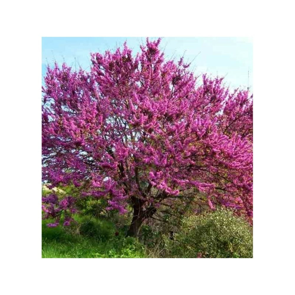  Cercis Siliquastrum (arbre De Judée) Taille Pot De 6 Litres - 140/150cm - Rose