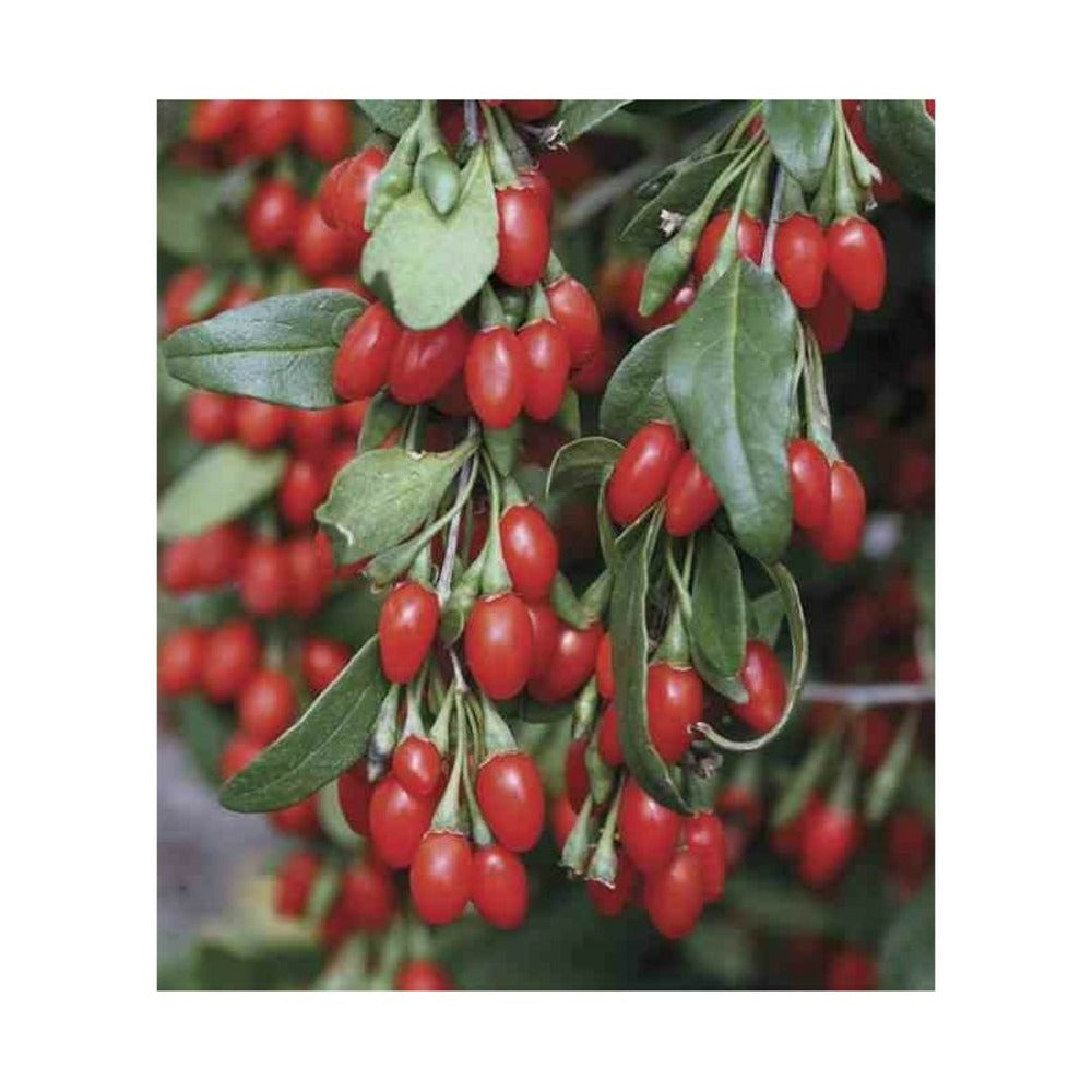  Lycium Barbarum (goji) Taille Pot De 2 Litres - 50/70 Cm - Rouge