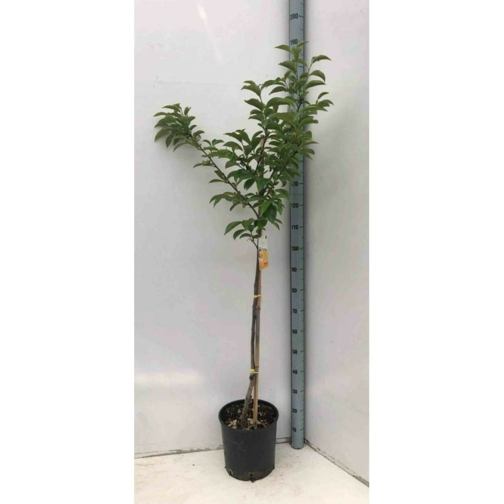  Diospyros Kaki Var.fuyu (plaqueminier) Taille Pot De 7 Litres ? 100/120 Cm - Jaune