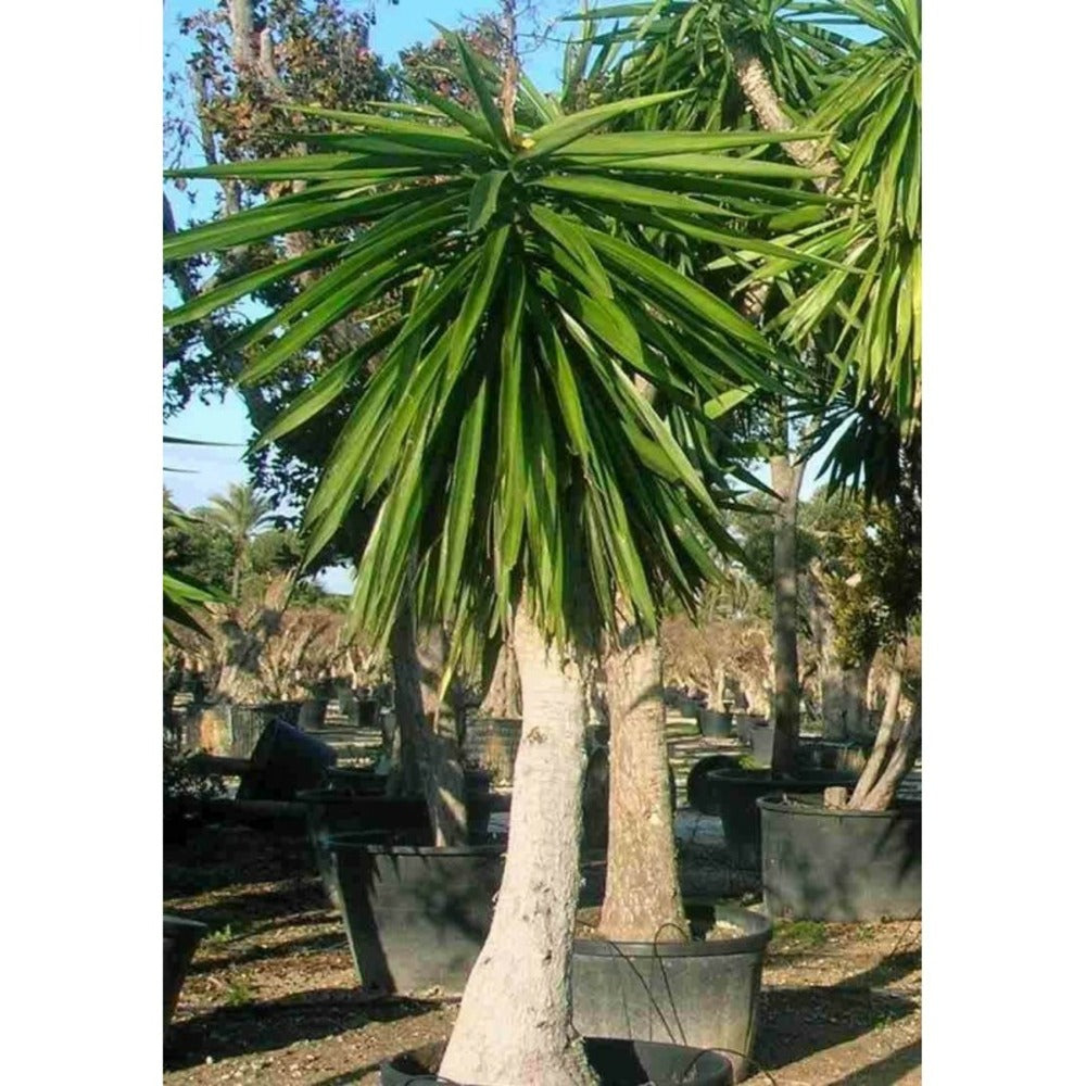  Yucca Elephantipes (yucca Pied D'éléphant) Blanc - Taille Pot De 65l - 180/200cm