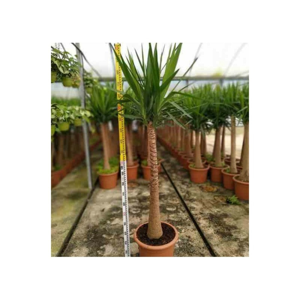  Yucca Elephantipes (yucca Pied D'éléphant) Blanc - Taille Pot De 65l - 180/200cm