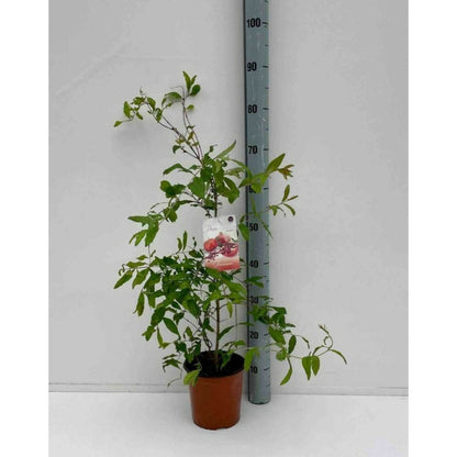  Punica Granatum Adulte (grenadier à Fruits) Rouge - Taille Pot 230l - 175/200cm - Peri 40/50