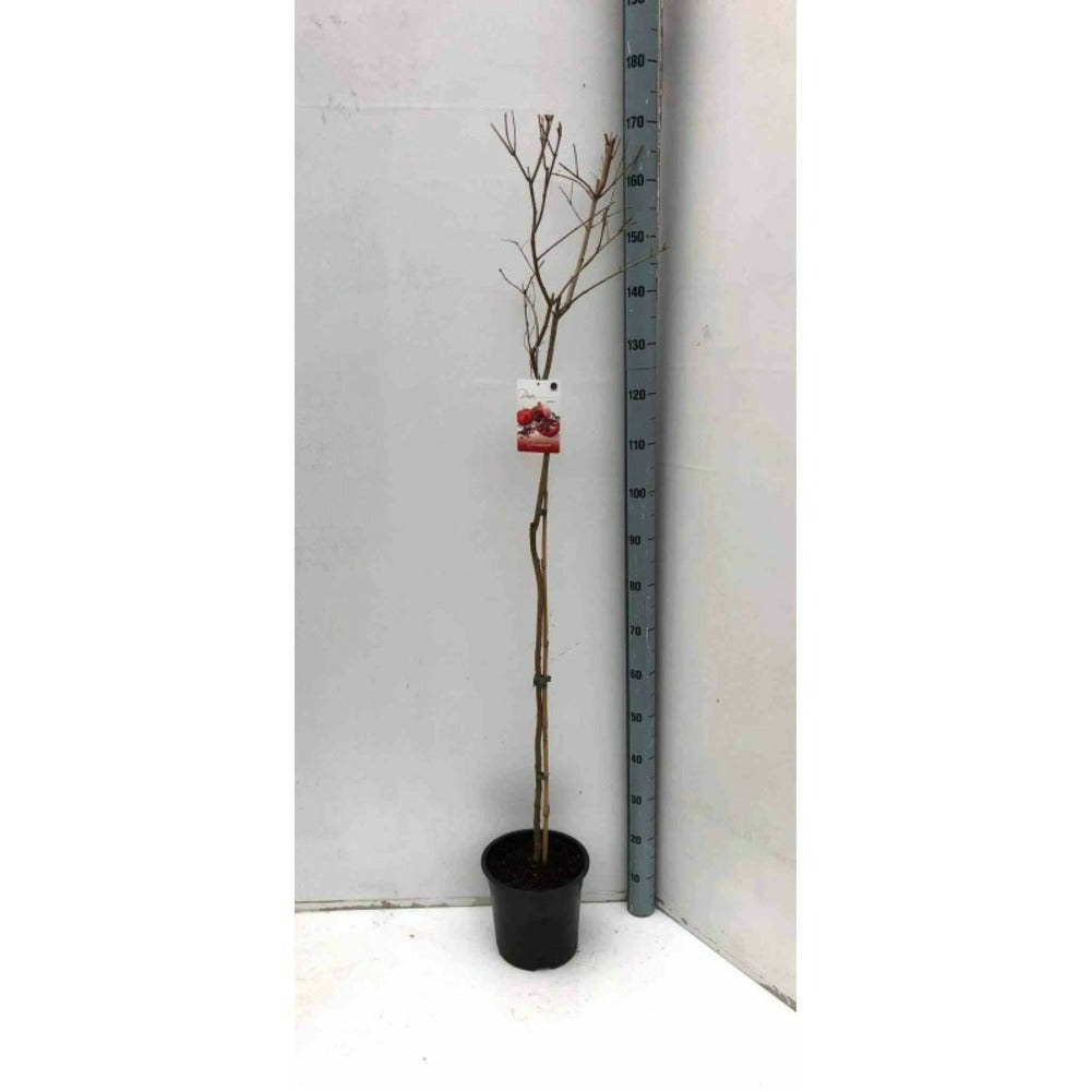 Punica Granatum Adulte (grenadier à Fruits) Rouge - Taille Pot 230l - 175/200cm - Peri 40/50